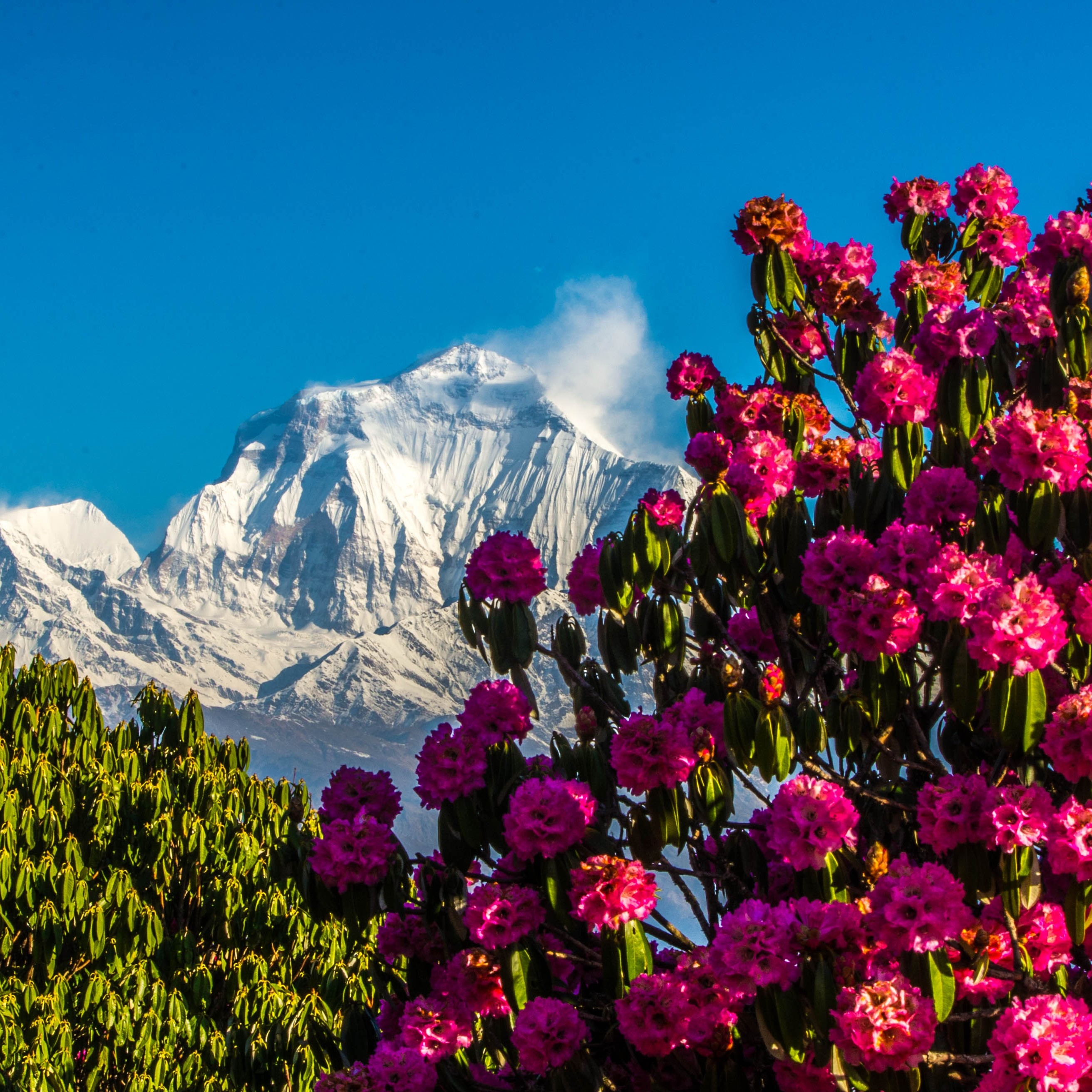 Весна в Непале. Цветущие леса рододендронов